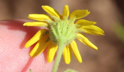 Lasthenia coronaria, photographed by Millie Basden