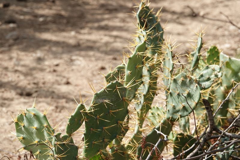 Opuntia cubensis, photographed by Paul Prior
