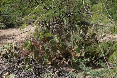 Opuntia cubensis, photographed by Paul Prior