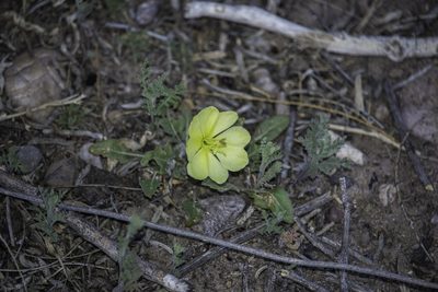 Oenothera primiveris, photographed by Craig Martin