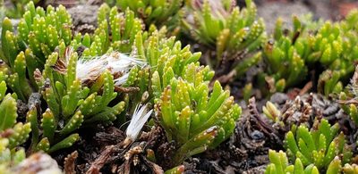 Pentacalia microdon, photographed by George Pushkal