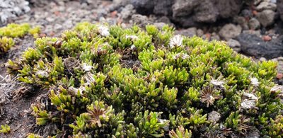 Pentacalia microdon, photographed by George Pushkal