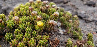 Pentacalia microdon, photographed by George Pushkal