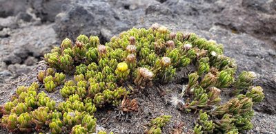 Pentacalia microdon, photographed by George Pushkal