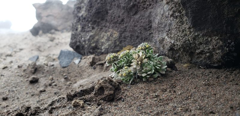 Draba depressa, photographed by George Pushkal