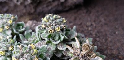 Draba depressa, photographed by George Pushkal