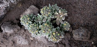 Draba depressa, photographed by George Pushkal