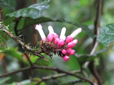 Schlegelia fastigiata, photographed by RD