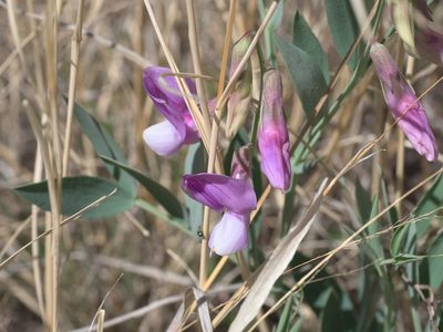Lathyrus eucosmus, photographed by Robert Webster