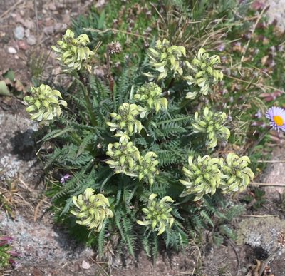Pedicularis parryi, photographed by Robert Webster