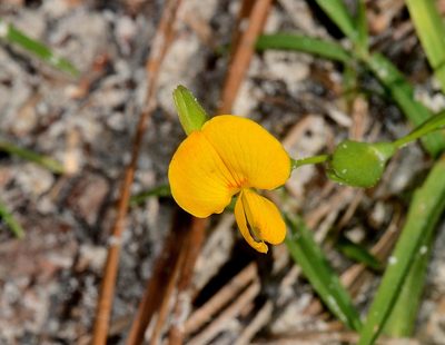 Zornia bracteata, photographed by James (Jim) Duggan