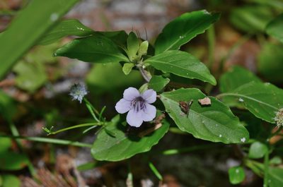 Dyschoriste humistrata, photographed by James (Jim) Duggan