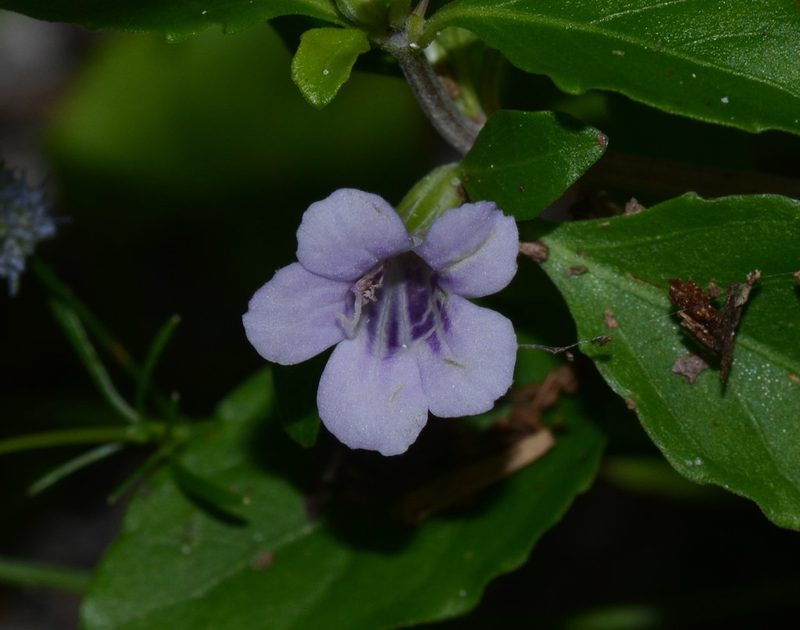 Dyschoriste humistrata, photographed by James (Jim) Duggan