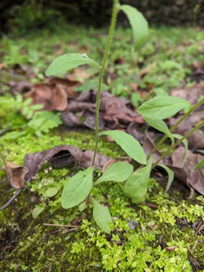 Campanula dimorphantha, photographed by Cheng-Te Hsu
