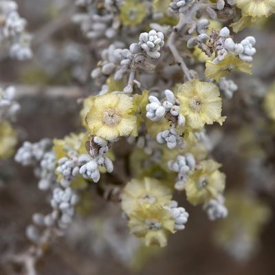 Maireana sedifolia, photographed by Kym Nicolson