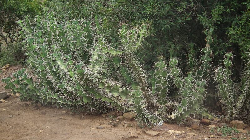 Euphorbia grandicornis, photographed by Shaun Swanepoel