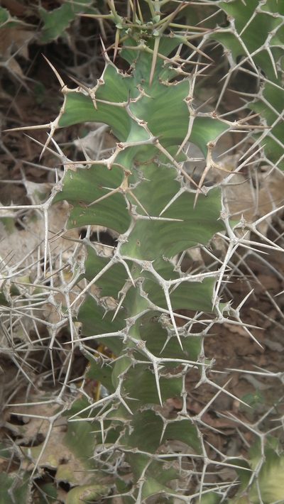 Euphorbia grandicornis, photographed by Shaun Swanepoel
