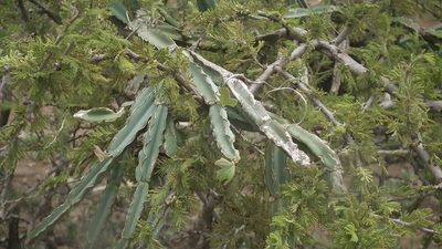 Cissus cactiformis, photographed by Shaun Swanepoel