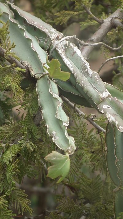 Cissus cactiformis, photographed by Shaun Swanepoel