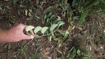 Cissus rotundifolia, photographed by Shaun Swanepoel