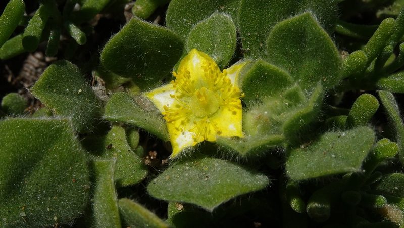 Aizoon glinoides, photographed by Paul Emms
