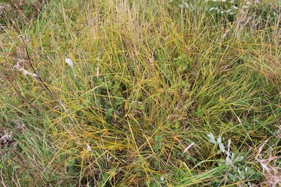Carex maorica, photographed by Joe Potter Butler