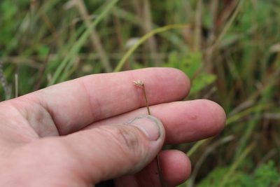 Eleocharis gracilis, photographed by Joe Potter Butler