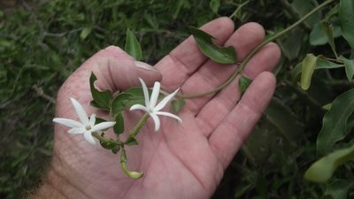 Jasminum multipartitum, photographed by Shaun Swanepoel
