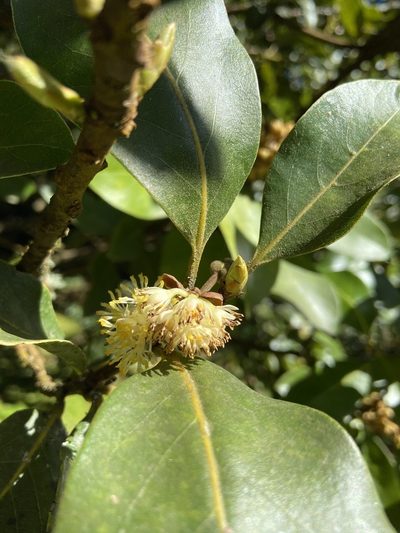 Laurus azorica, photographed by Suzana Ehlin Martins