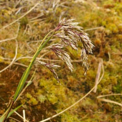 Anthoxanthum fuscum, photographed by Sue Carnahan