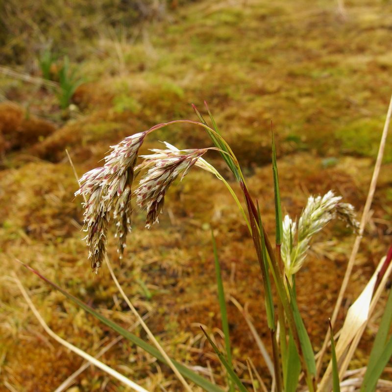 Anthoxanthum fuscum, photographed by Sue Carnahan