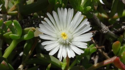 Delosperma uncinatum, photographed by Paul Emms