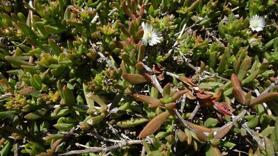 Delosperma uncinatum, photographed by Paul Emms