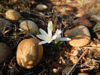 Cathissa unifolia, photographed by Duarte Frade