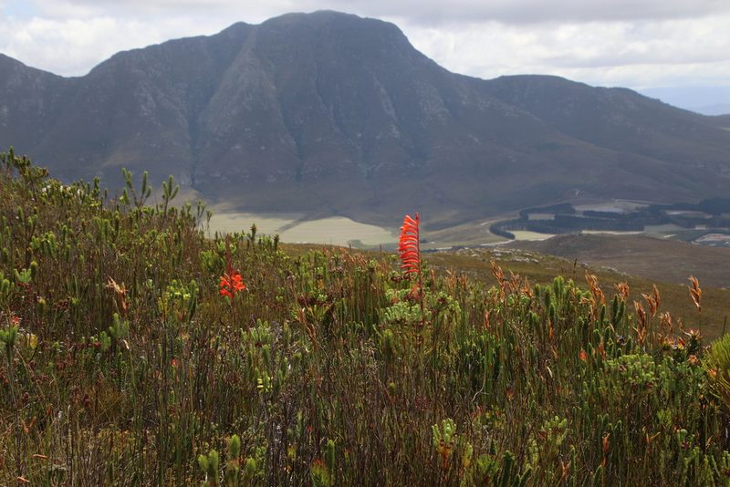 Watsonia schlechteri, photographed by Tony Rebelo