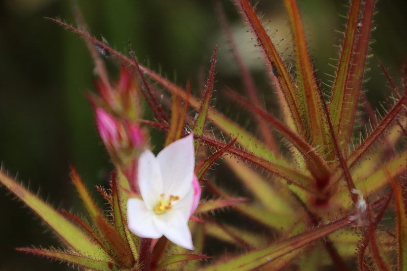 Roridula gorgonias, photographed by Tony Rebelo