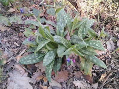 Pulmonaria longifolia, photographed by Josep Gesti