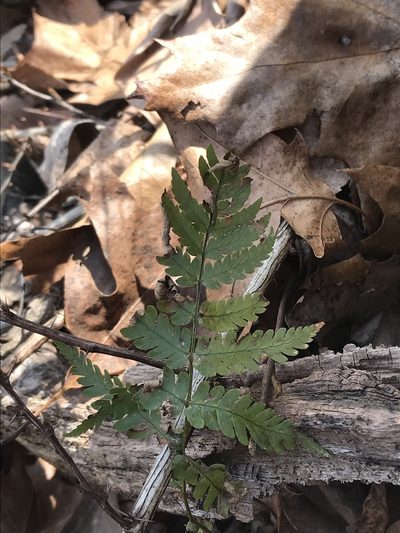 Dryopteris celsa, photographed by Andrew Conboy