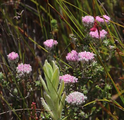 Metalasia cymbifolia, photographed by Tony Rebelo