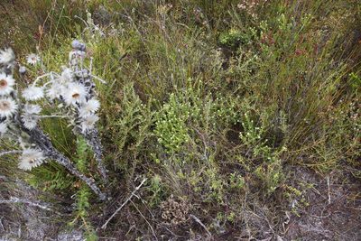 Phylica lasiocarpa, photographed by Tony Rebelo