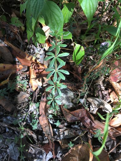 Trichogalium aschenbornii, photographed by Alan Weakley