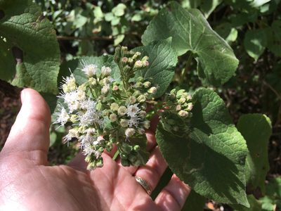 Ageratina petiolaris, photographed by Alan Weakley