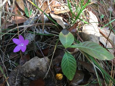 Pseuderanthemum praecox, photographed by Alan Weakley