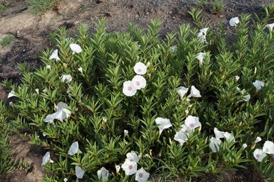 Ipomoea longifolia, photographed by sergioniebla