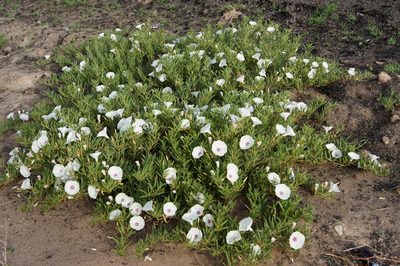 Ipomoea longifolia, photographed by sergioniebla