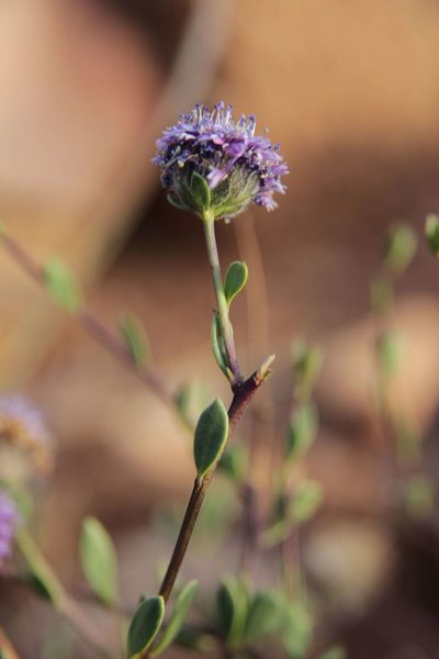 Globularia arabica, photographed by Olivier Argagnon