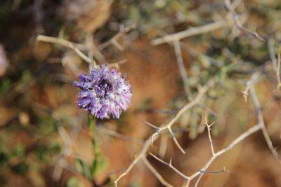 Globularia arabica, photographed by Olivier Argagnon