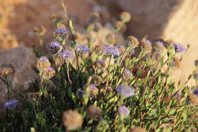 Globularia arabica, photographed by Olivier Argagnon