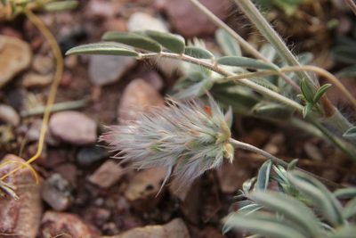 Ebenus pinnata, photographed by Olivier Argagnon