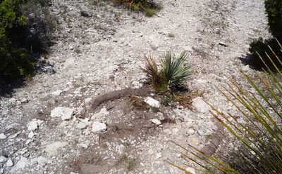 Brahea decumbens, photographed by sergioniebla